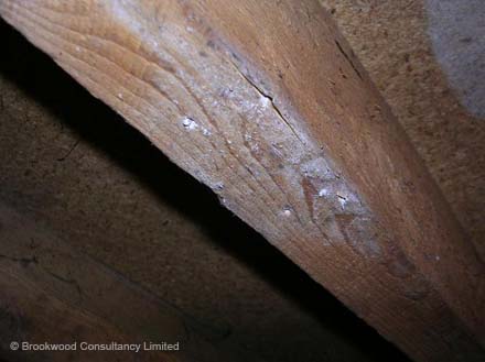 AIB Residues after Poor Removal